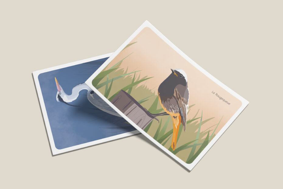 Cartes postales illustrées, les oiseaux.